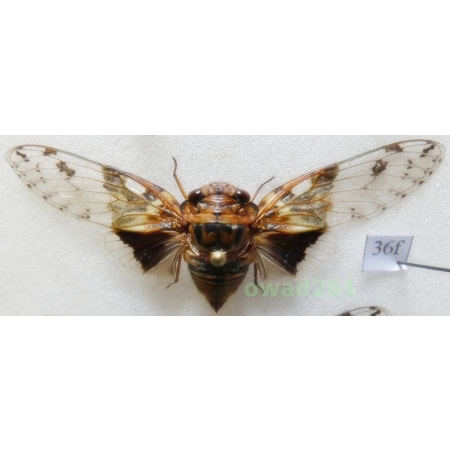 Platypleura nobilis Germar, 1830 53mm Indonesia, Java Is36f